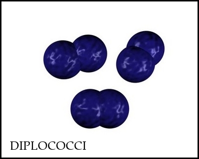 gram-positive diplococci